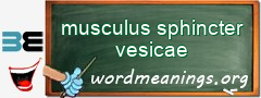 WordMeaning blackboard for musculus sphincter vesicae